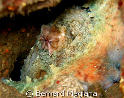 OCTOPUSSY/DuCoMi Pier, Dauin, Negros Oriental by Bernard Maglana 